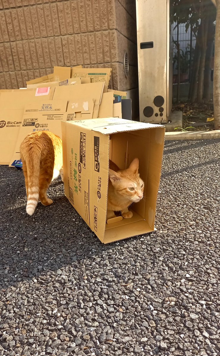treeguardian__'s tweet photo. うちの子達は、箱があれば入ります。笑
どんな時でも！笑

今日は朝から散歩、気持ち良かった💕 https://t.co/ORdGOdtPRR
