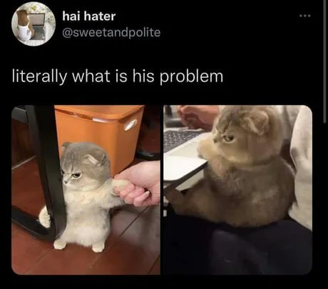 WholesomeMeme's tweet photo. From @sweetandpolite! https://t.co/FbrveS8QVB