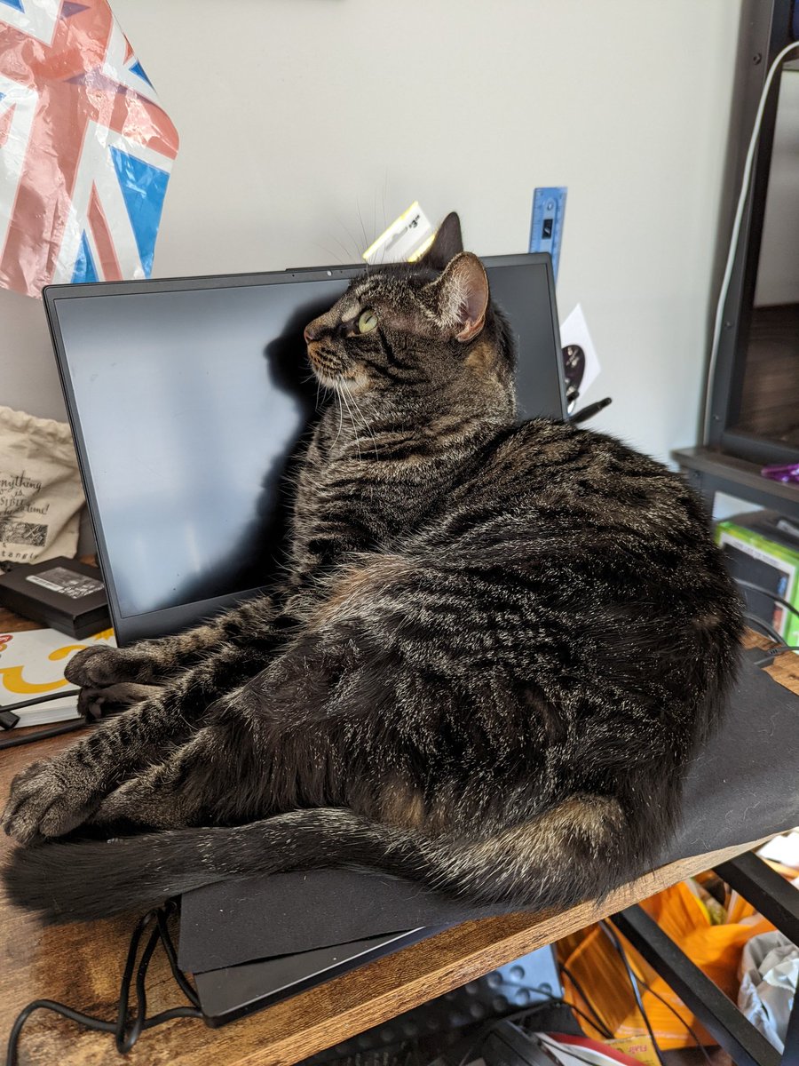 elkster's tweet photo. The cat who decides I've had enough of #2pointhospital and turns my laptop off before I have a chance to save the game. https://t.co/2jgSGBVjUS