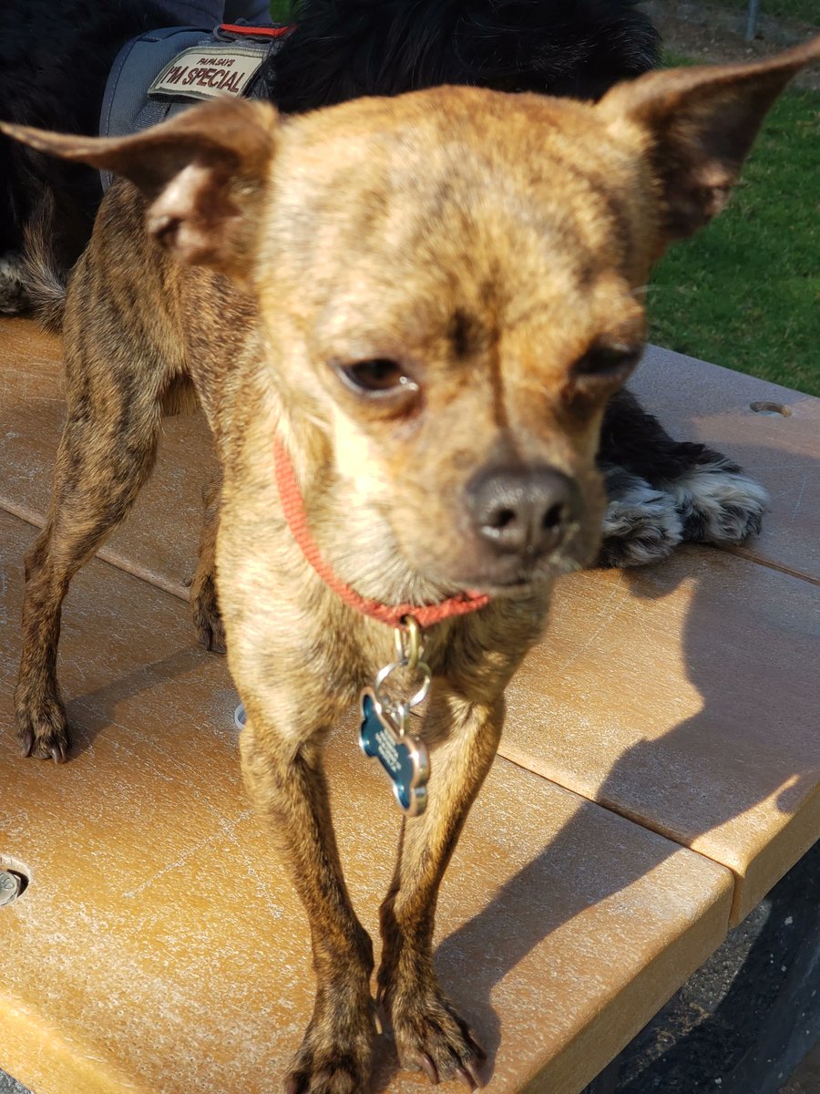 Cute Bruno pup 🐕

#EileensPetShop #doggydog #tigerdog #brindlechihuahua #cockerpug