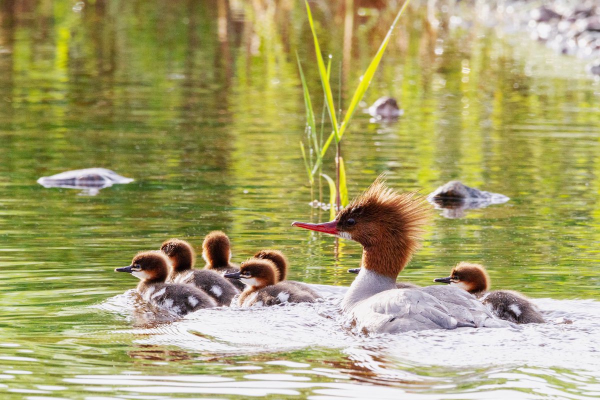 sidequestnb's tweet image. This happened today and it’s a miracle I didn’t squeal when I saw them behind me. #ExploreNB #Ducks #BirdPhotography #CommonMerganser
