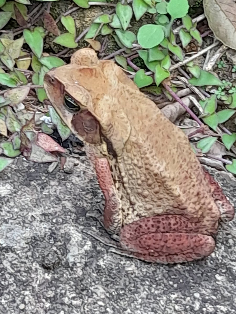 Domingo de preguiça