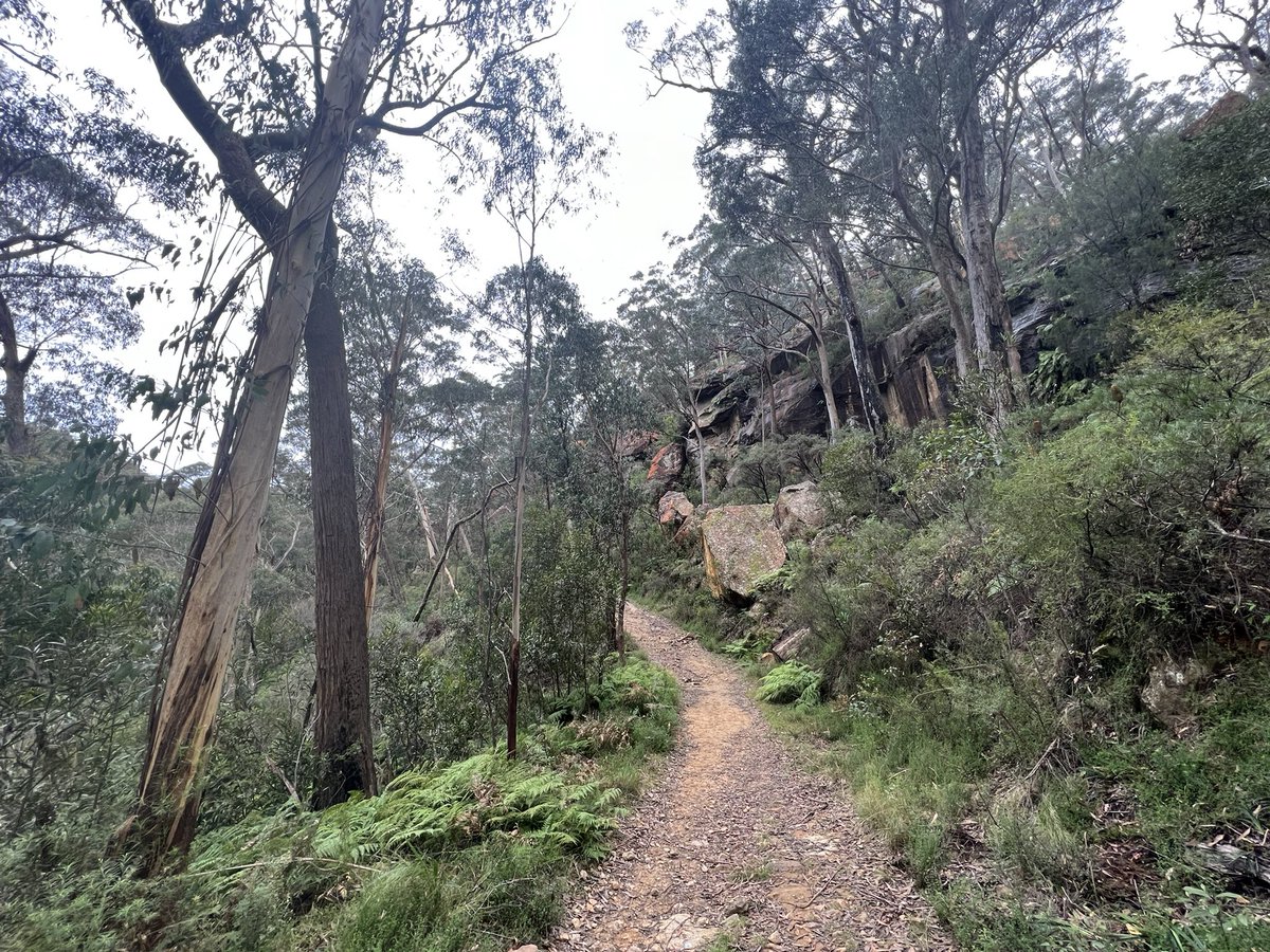 mcannonbrookes's tweet image. Wow. A huge day for Australia 💚💛

Had to sit down &amp;amp; take it in. This live shot couldn’t be a better metaphor for a better, greener path ahead 🌱

We embrace the opportunities of decarbonisation with Aussie courage, tenacity &amp;amp; creativity.

Lots of work but we CAN do this 👊🏻