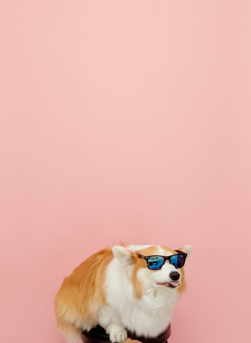 kimchithecorgi's tweet photo. What a jam packed weekend - we started off @MONOGRAPHY_TO
Make Memories, Make Portraits. Monography
#monography #monographyto #toronto #torontolife #narcitytoronto #torontophotography #torontophotographer #torontophotostudio #corgi #photoshoot #fluffycorgi #Kimchithecorgi https://t.co/KNYc0AWJdy