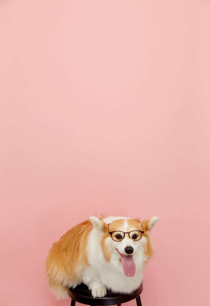 kimchithecorgi's tweet photo. What a jam packed weekend - we started off @MONOGRAPHY_TO
Make Memories, Make Portraits. Monography
#monography #monographyto #toronto #torontolife #narcitytoronto #torontophotography #torontophotographer #torontophotostudio #corgi #photoshoot #fluffycorgi #Kimchithecorgi https://t.co/KNYc0AWJdy