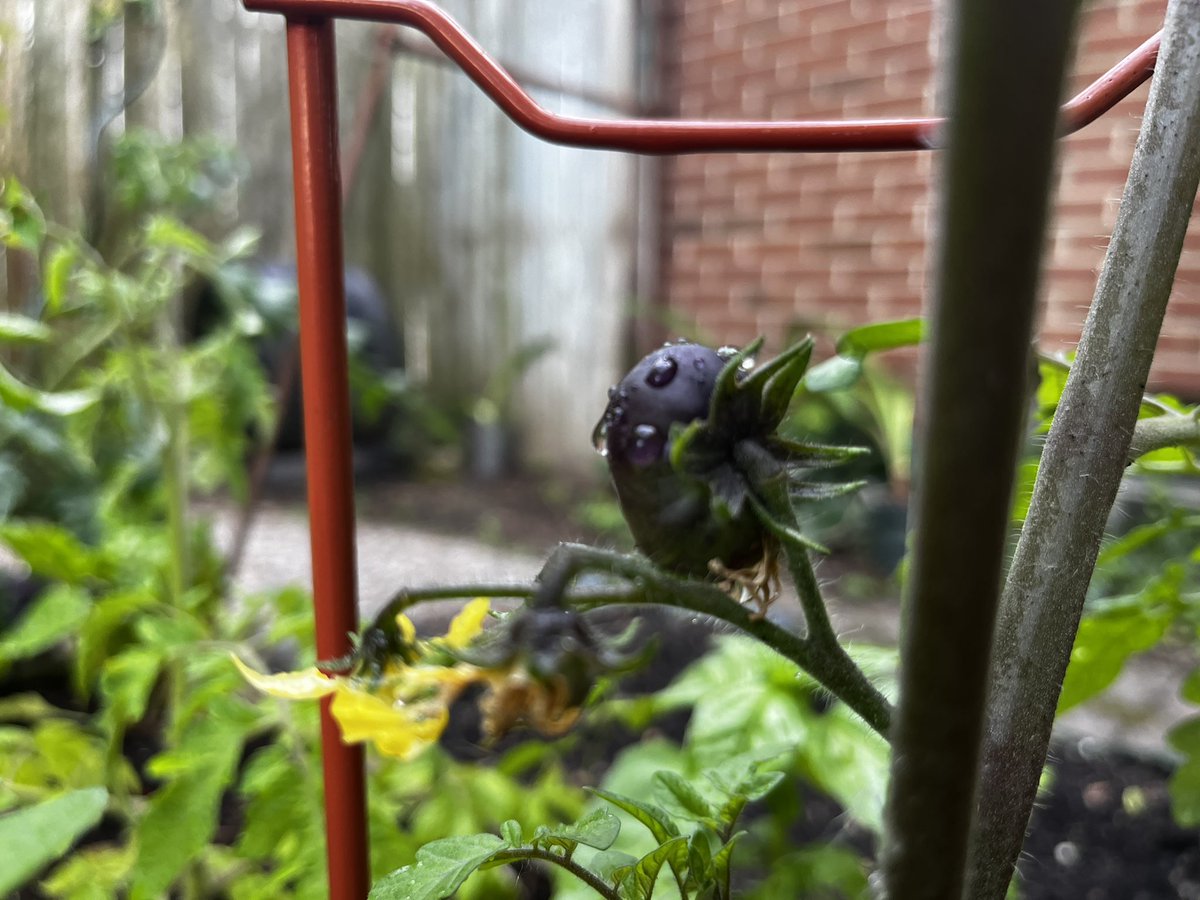 WebIndy's tweet photo. Everything in bloom and awesome day for a bike ride! Dinosaurs included. https://t.co/QBc4u0Cv3R