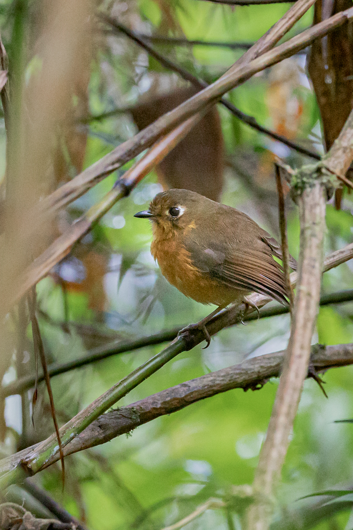 Tanager Tours tweet media