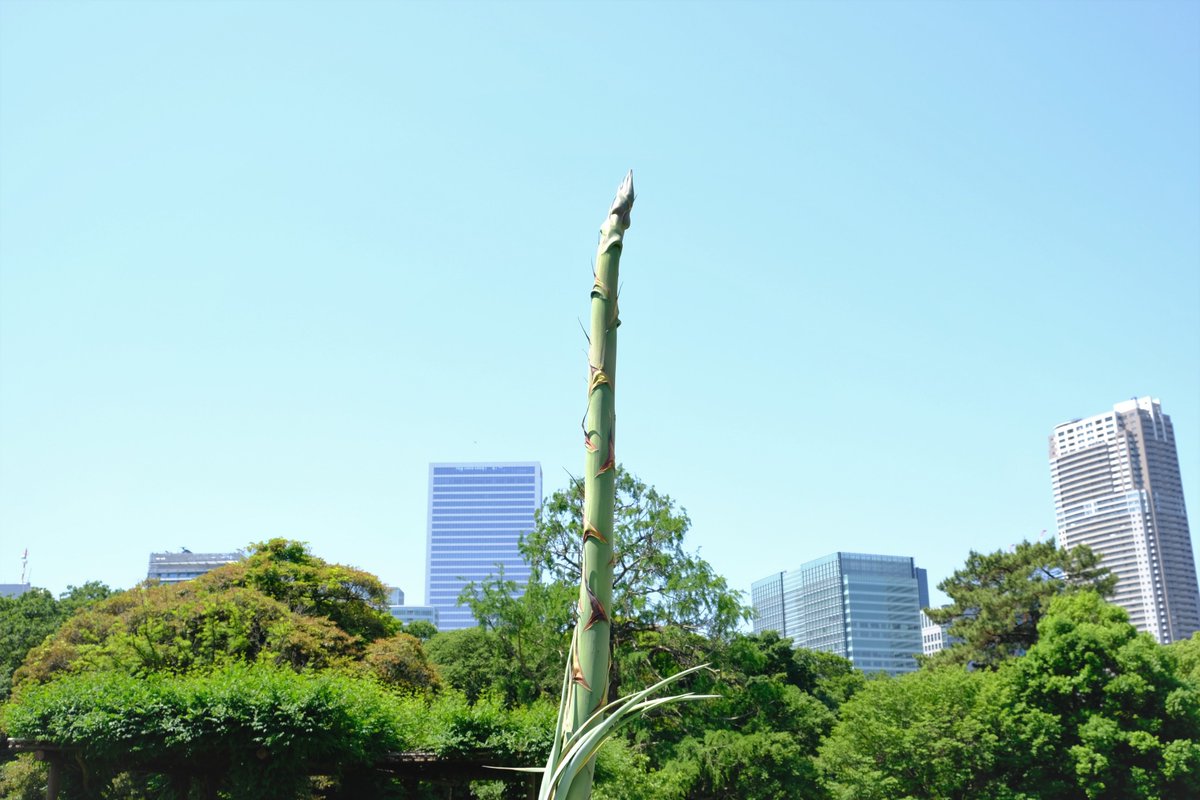 浜離宮恩賜庭園 リュウゼツラン 内堀広場のリュウゼツランの茎が伸びてきています 数十年に一度咲くと言われ 前回は12年に開花が確認されました 花が咲いた後は子株を残して枯れてしまいます 花言葉は 繊細 気高い貴婦人 開花するまでが