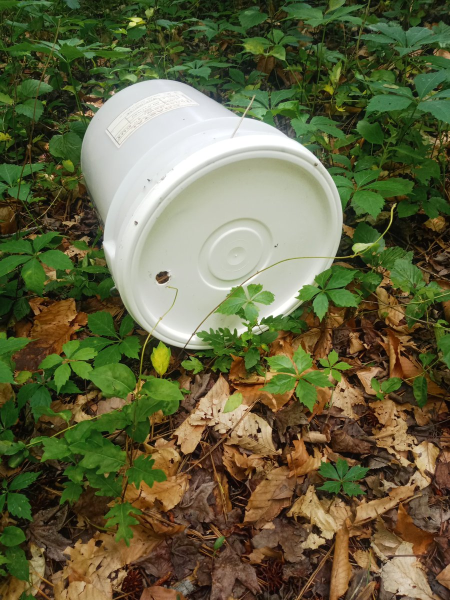 Bumble Bee in a Bucket.  After trying (and failing) at many designs for bumble bee nests.  This year's trials are white buckets filled with straw or shredded paper.  We put out about 30 and will see if we have any takers.
