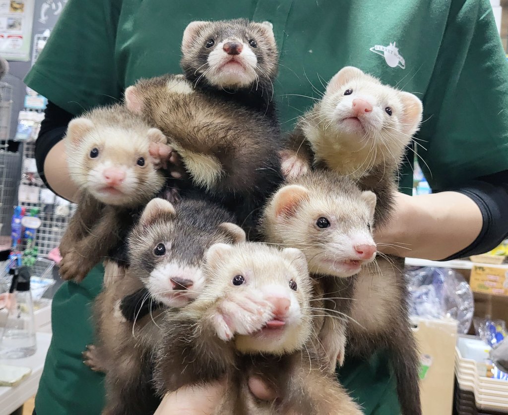 フェレット専門店 フェレットワールド中野店 Pa Twitter 昨日マウンテンビューの赤ちゃんが7匹仲間入りしました まん丸お顔がみんな可愛いので 全員集合写真に挑戦 3人がかりで頑張りましたが やっぱり難しいですね 是非ご来店の フェレット専門店 フェレットワールド中野店 Pa Twitter 昨日マウンテンビューの赤ちゃんが7匹仲間入りしました まん丸お顔がみんな可愛いので 全員集合写真に挑戦 3人がかりで頑張りましたが やっぱり難しいですね 是非ご来店の