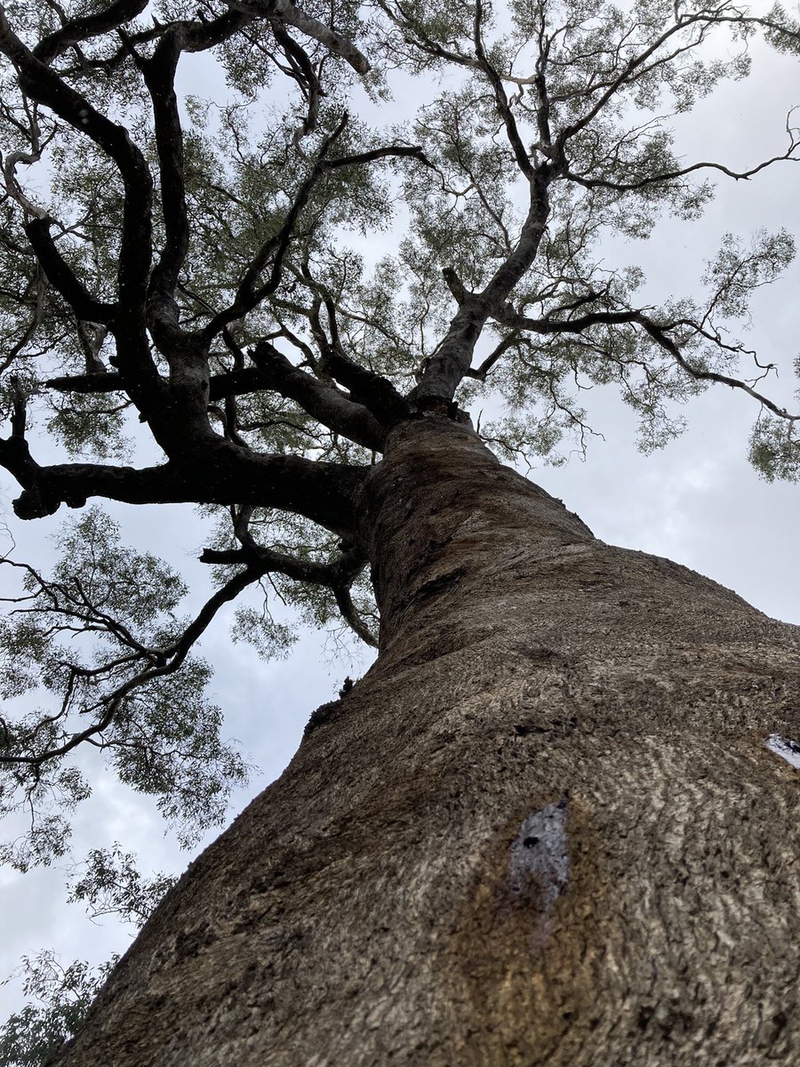 PatrickPigott1's tweet photo. Rare veteran grey box (Eucalyptus microcars) Spring Plains NCR Victoria, measuring 168cm dbh. #thicktrunktuesday #wildoz #boxironbark https://t.co/ZGVdOVY8bF