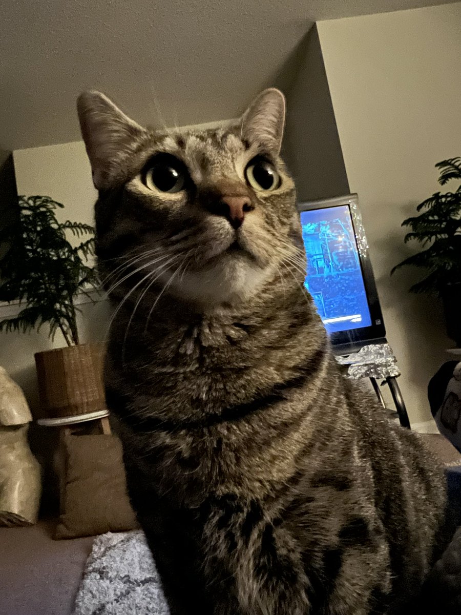 KingDavid318's tweet photo. Manifesting a Mikko OT winner, drop your pet pics here!!!! #AvsAnimals #GoAvsGo #FindAWay https://t.co/fnmW6rrhBa