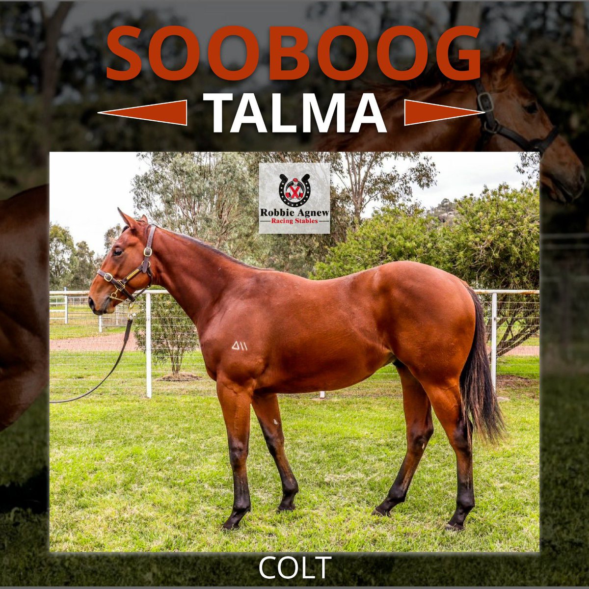 robbieagnewrac1's tweet photo. 📌SOOBOOG x TALMA Colt📌

New horse alert 😍

👇Enquiries Welcome
📞Robbie 0416 332 977
⌨️https://t.co/1iflwnvS0s
#Sooboog #KitchwinHills #InglisChallenge #InglisRaceSeries #BOBSBONUS https://t.co/dgFL4fQUHw