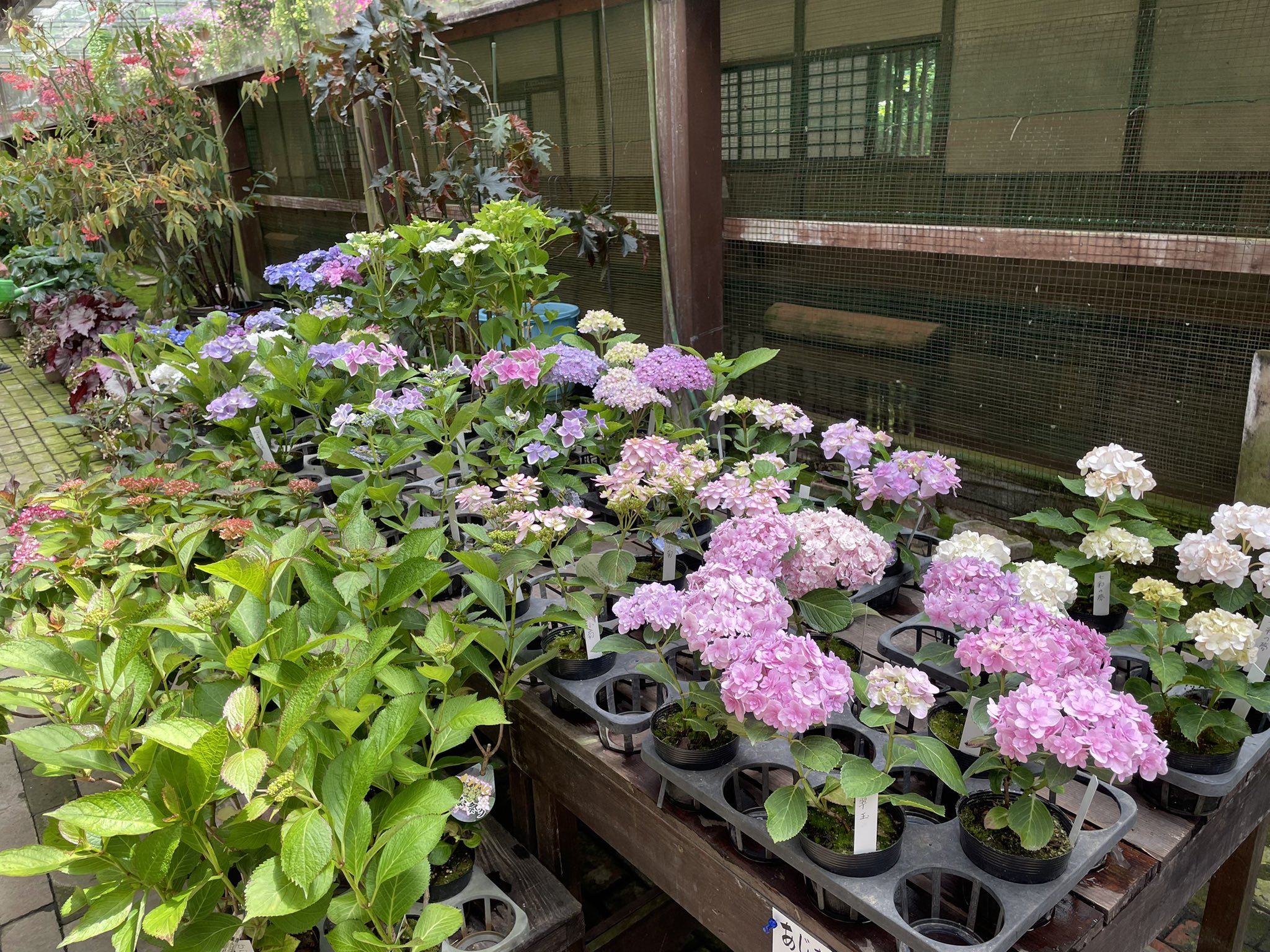 加茂荘花鳥園 アジサイの苗 花付き 販売を始めました まだ蕾のものもありますので これからお楽しみいただけます 入園されたお客様への特別限定価格です ぜひご利用くださいませ 加茂荘花鳥園 紫陽花 アジサイ T Co Jnh53esb9p Twitter