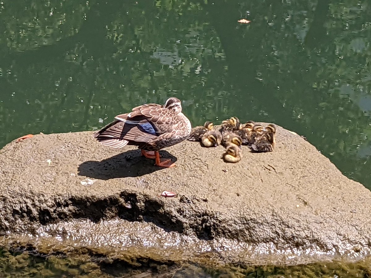 #カルガモ #赤ちゃん #子育て #親水公園　#産まれたて #かわいい

今年も産まれました！😃