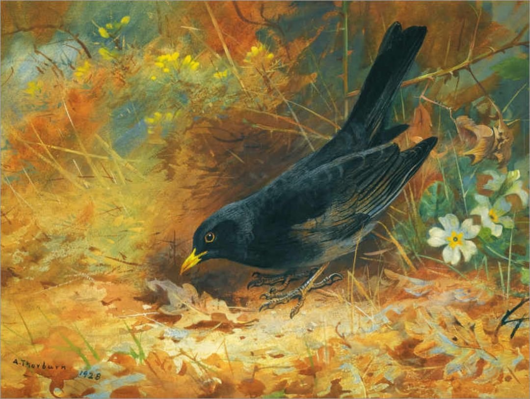 Archibald Thorburn птицы осень