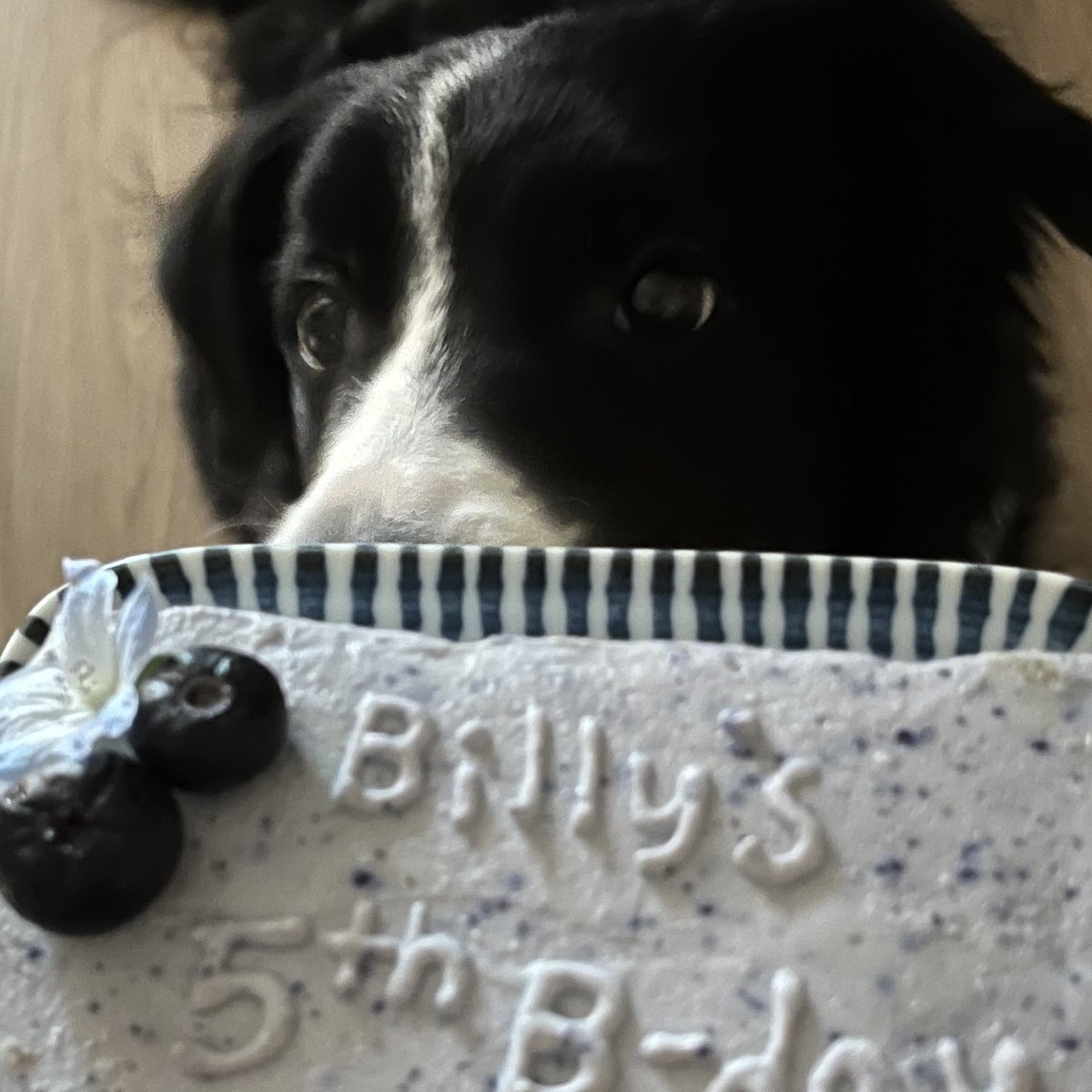 Billy_Broccoli_'s tweet photo. 🐶🍰🎂 https://t.co/ZNvJxP4tRK