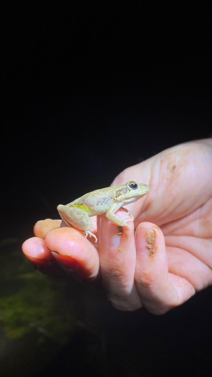 Simon Clulow (@simonclulow) on Twitter photo Some of the non-toad, non-dunny frog amphibians encountered during night surveys, west Kimberley, WA 🐸🐸
<a href="/UC_CCEG/">Centre for Conservation Ecology & Genomics</a> Some of the non-toad, non-dunny frog amphibians encountered during night surveys, west Kimberley, WA 🐸🐸
<a href="/UC_CCEG/">Centre for Conservation Ecology & Genomics</a>