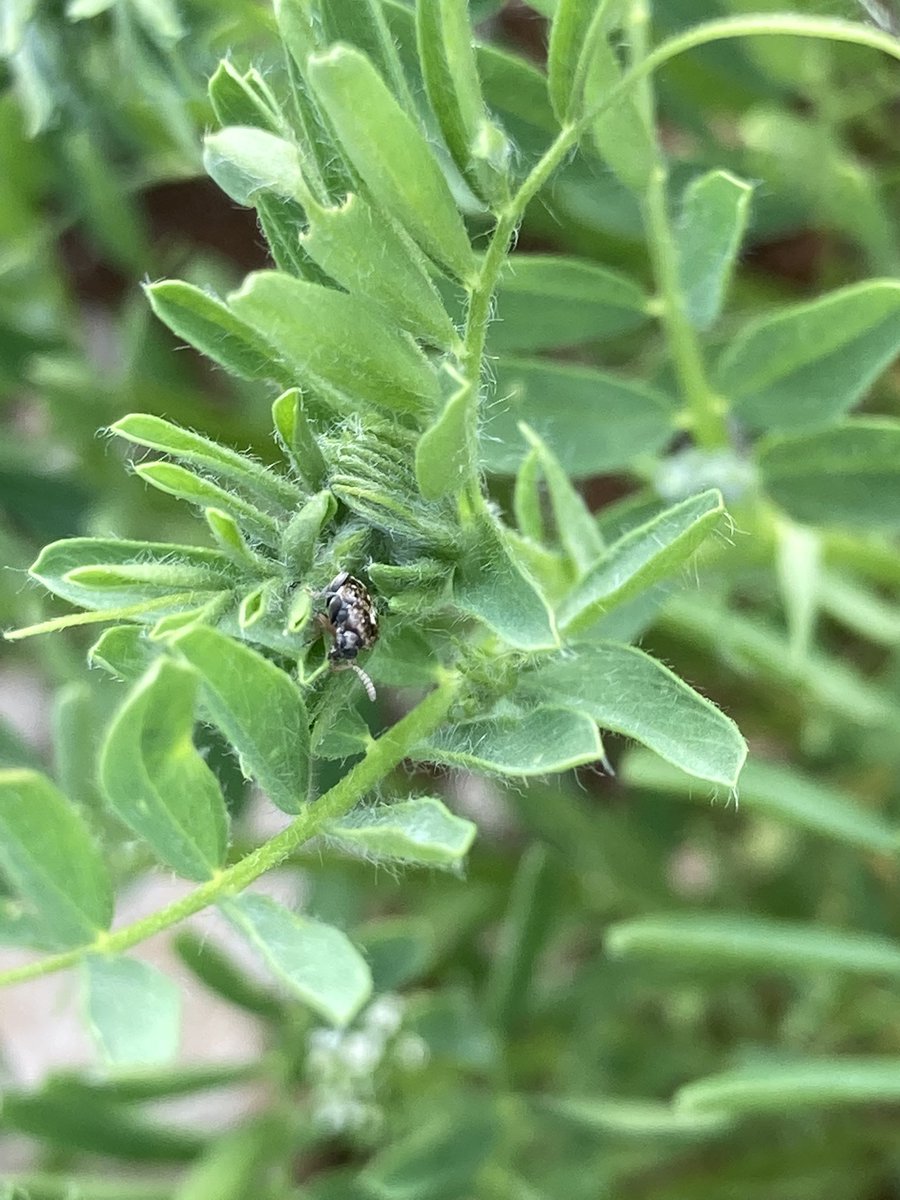 OlivierCOSTE2's tweet photo. En #Bourgogne @virginie_garin,il existe aussi une autre culture du 
plan #Protéine.
Nos premières fleurs de #Lentille verte apparaissent,dans l’#Yonne.
Elles sont très précoces cette année,
mais comme les pois,elles ne se sentiront pas seules les prochaines semaines. https://t.co/K7A2Wi9kaH
