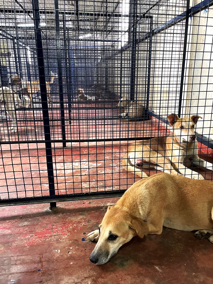 AshrayaHastha's tweet photo. We are delighted to announce that @AshrayaHastha Trust through its partnership with @CupaIndia has built an Animal Birth Control center for dogs in Sarjapur, #Bengaluru.

#ahtfightsback #spayandneuter
#animals #dogs #straydogs #AnimalWelfare #AdoptDontShop https://t.co/YSyPgEGc18