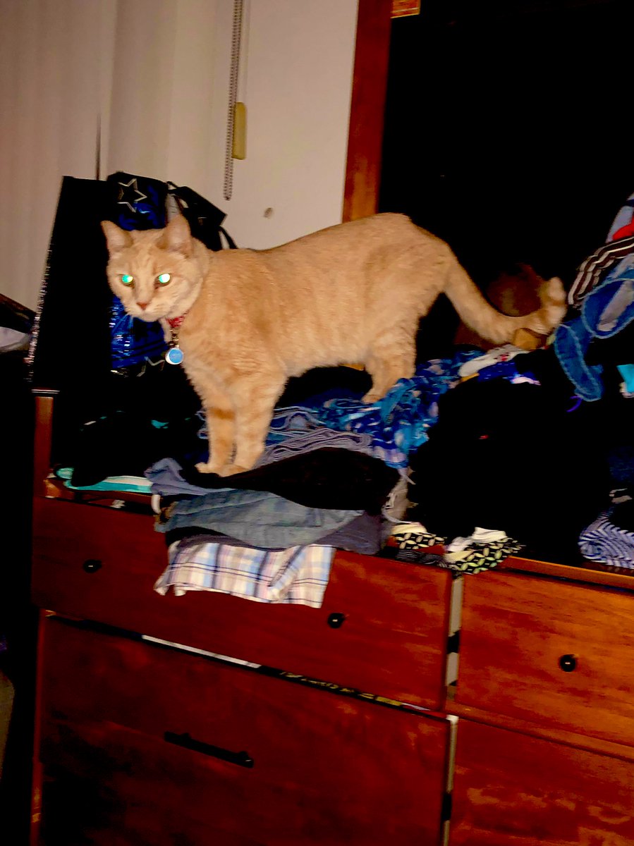 DaniLuneDurkin's tweet photo. #catsinaction #CatsOfTwitter #gingercat #tuxedocat #uptonogood https://t.co/mgwfTjJx0x