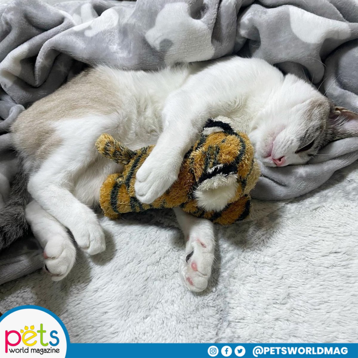 PetsWorldMag's tweet photo. Buenas noches 💤
#PetsWorldMagazine #RevistaDeMascotas #Mascotas #PetsMagazine #PetLover https://t.co/H2SyRNd4J5