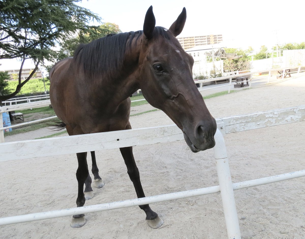 風のダドゥ 最新情報まとめ みんなの評判や口コミが見れる ナウティスモーション