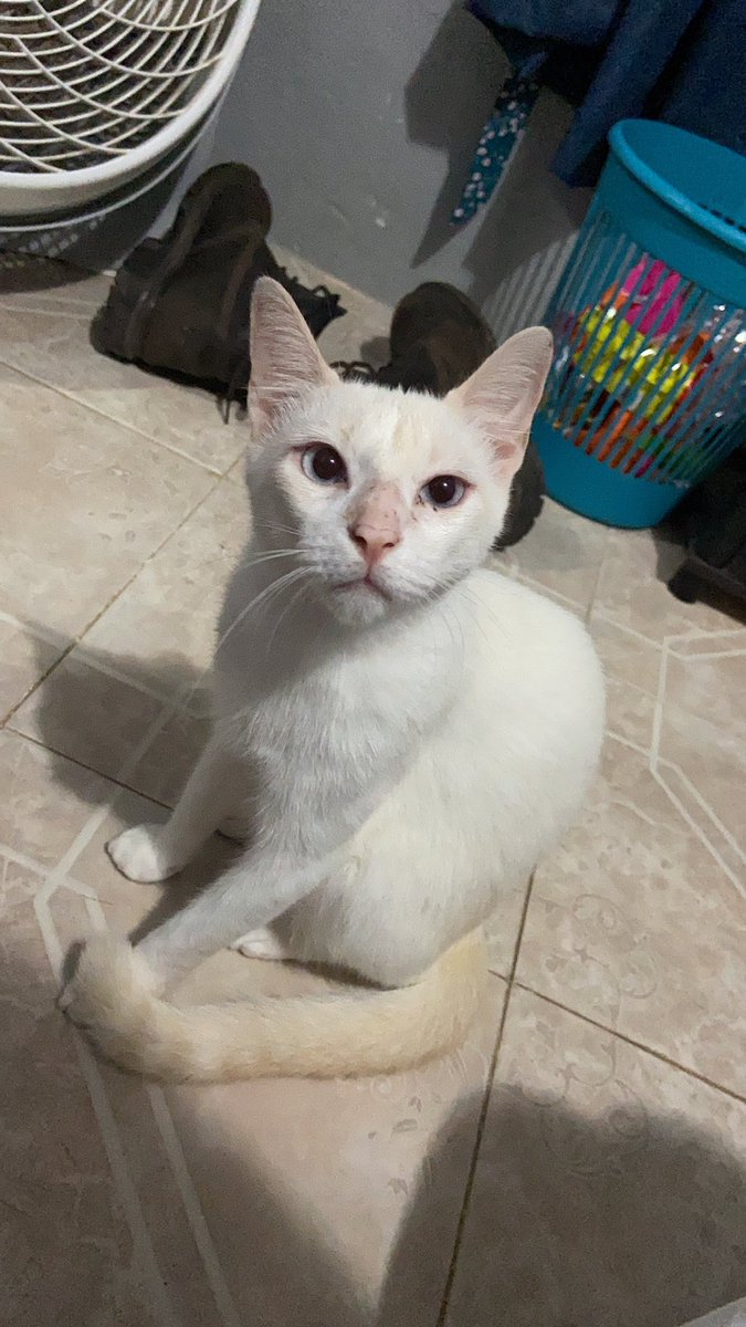 estefalcala's tweet photo. Ningún gato reemplazará el amor de mi copito 😔 https://t.co/iWOGxxx3rl