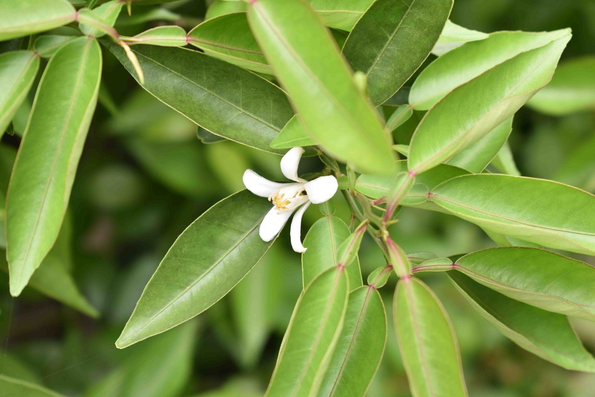 日新酒類株式会社 ブログ更新 すだちの花 すだちの花って知っていますか 徳島県の県花すだちの花 は5月中旬頃に咲きます 白くて小さい花がすだちの花です 本当は もう少し沢山撮りたかったのですが 今年はあまり花が咲かず時期も早かったようで