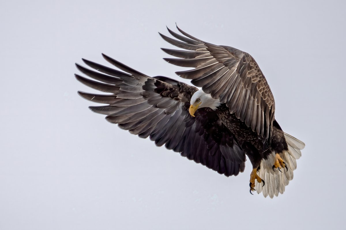 TodaysBaldEagle tweet picture