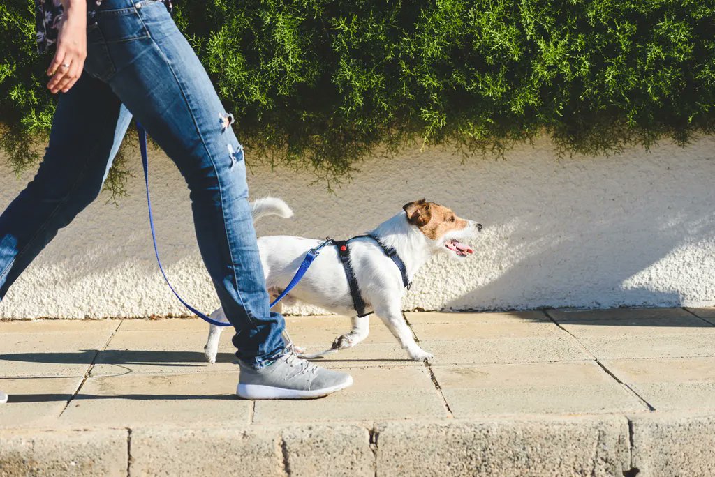 poor_puppy's tweet photo. The benefits of having a dog revealed and why owning one will be key to getting fit... https://t.co/8vi8jdYXRs https://t.co/74sfJADq1X
