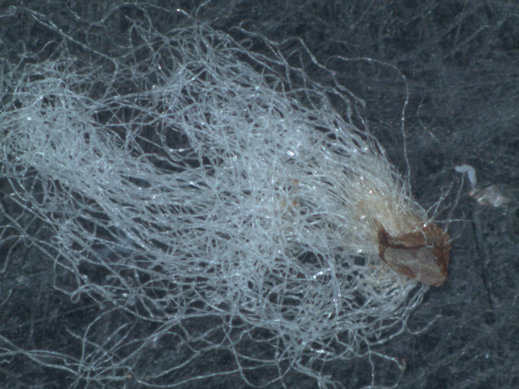 We've recently published a two-part podcast on fibre quality at picking, featuring conversations with Tech Lead Rene van der Sluijs and St George grower Scott Brimblecombe. Listen to part 1 here: cottoninfo.com.au/podcasts/reduc…
And part 2 here: cottoninfo.com.au/podcasts/reduc…