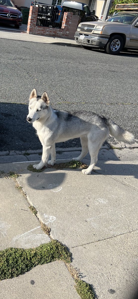 LOST DOG in COMPTON. RT to find owner :(