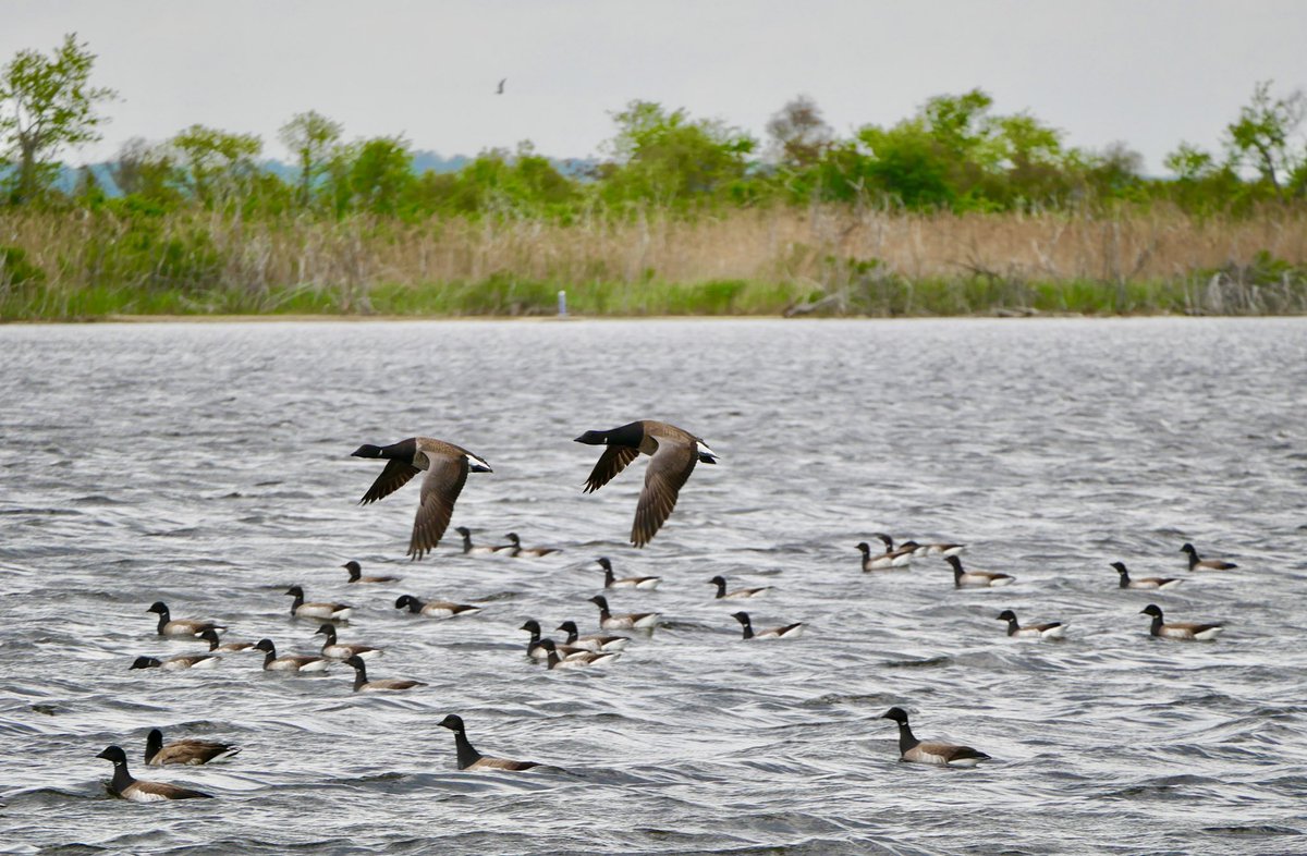 birdheadbluez's tweet photo. Brant Geese flying…Jamaica Bay Wildlife Refuge #birds #birdqueens #jbwf #nyc #geese #birdwatching https://t.co/uX1FmviZUk