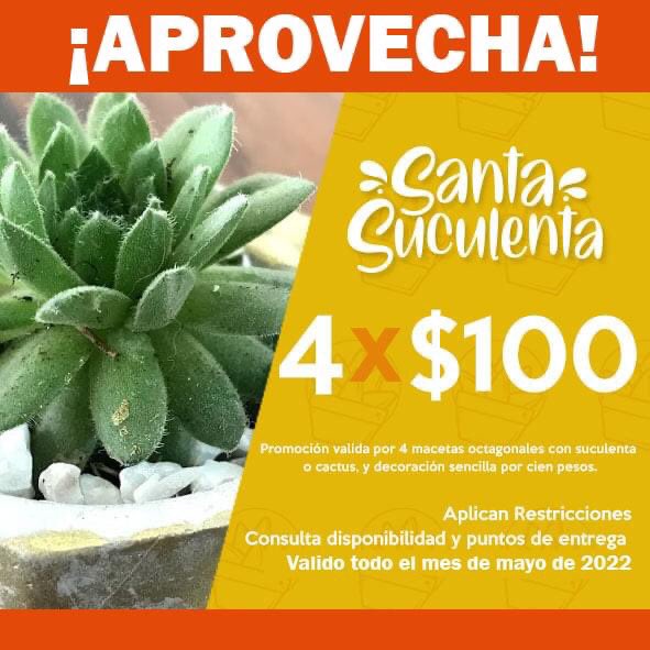 Santa Suculenta tweet media