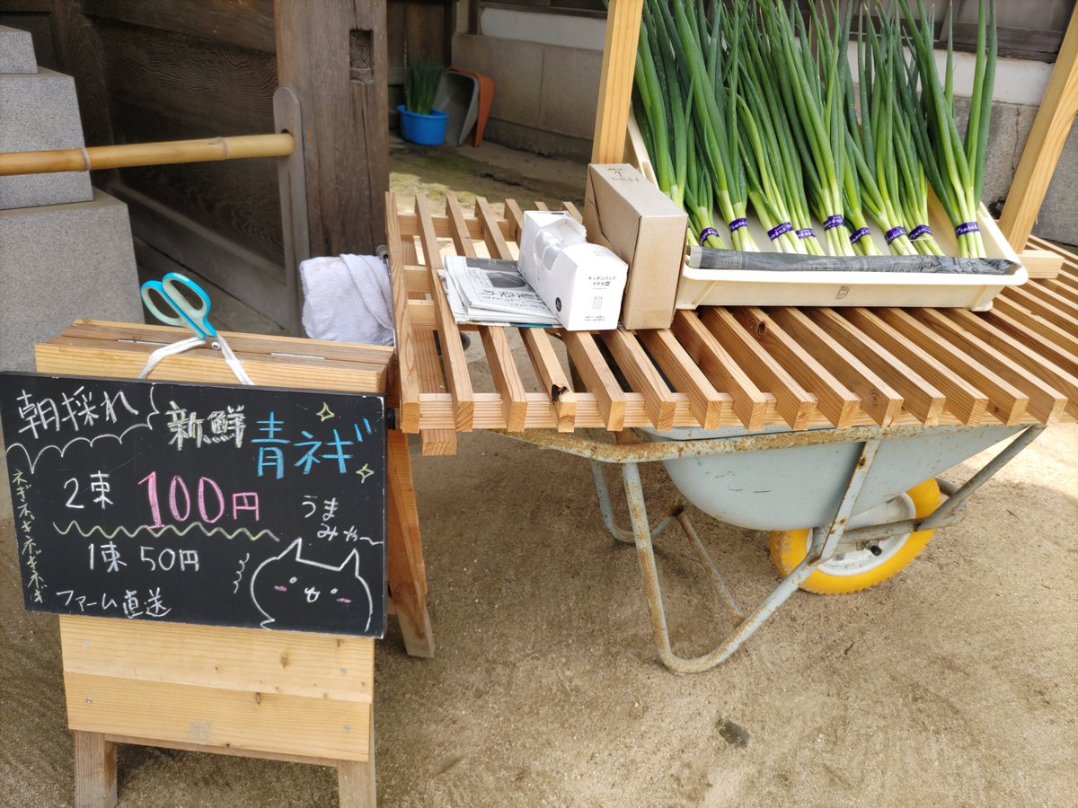 mya_maru1001's tweet photo. おはようございますみゃ✨

ネギ屋さんの看板を書き直したみゃ～♪♪

毎回ちょっぴり変えてるのみゃよ(*＾艸＾)

今日は晴れ☀良いお天気になりそうみゃ❤ https://t.co/I7BConKavB