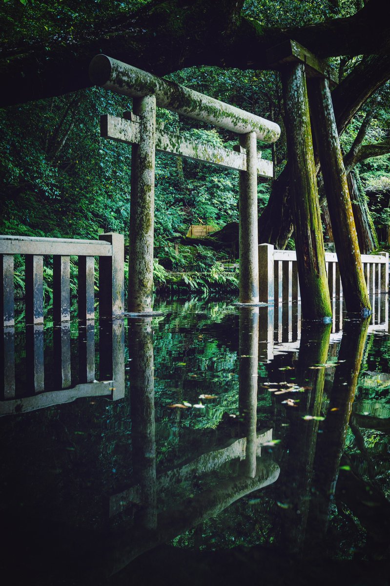 masaphoto9's tweet photo. 茨城の湧水に映る世界が、まるで神の領域のように美しかった。 https://t.co/gVGBrPLyaU