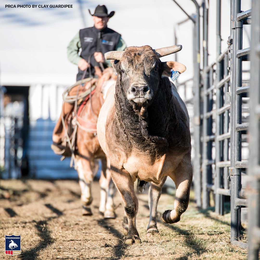 PRCA_ProRodeo's tweet photo. Powder River Rodeo's SweetPro's Bruiser, a superstar award-winning bull in the PRCA, passed away. Read more >> https://t.co/zPeqmVWVuX https://t.co/WOQBFWqR2J
