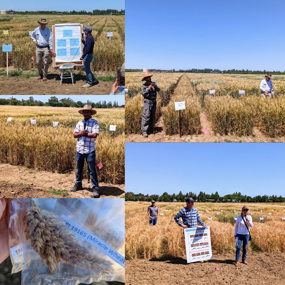 UCSmallGrains tweet media