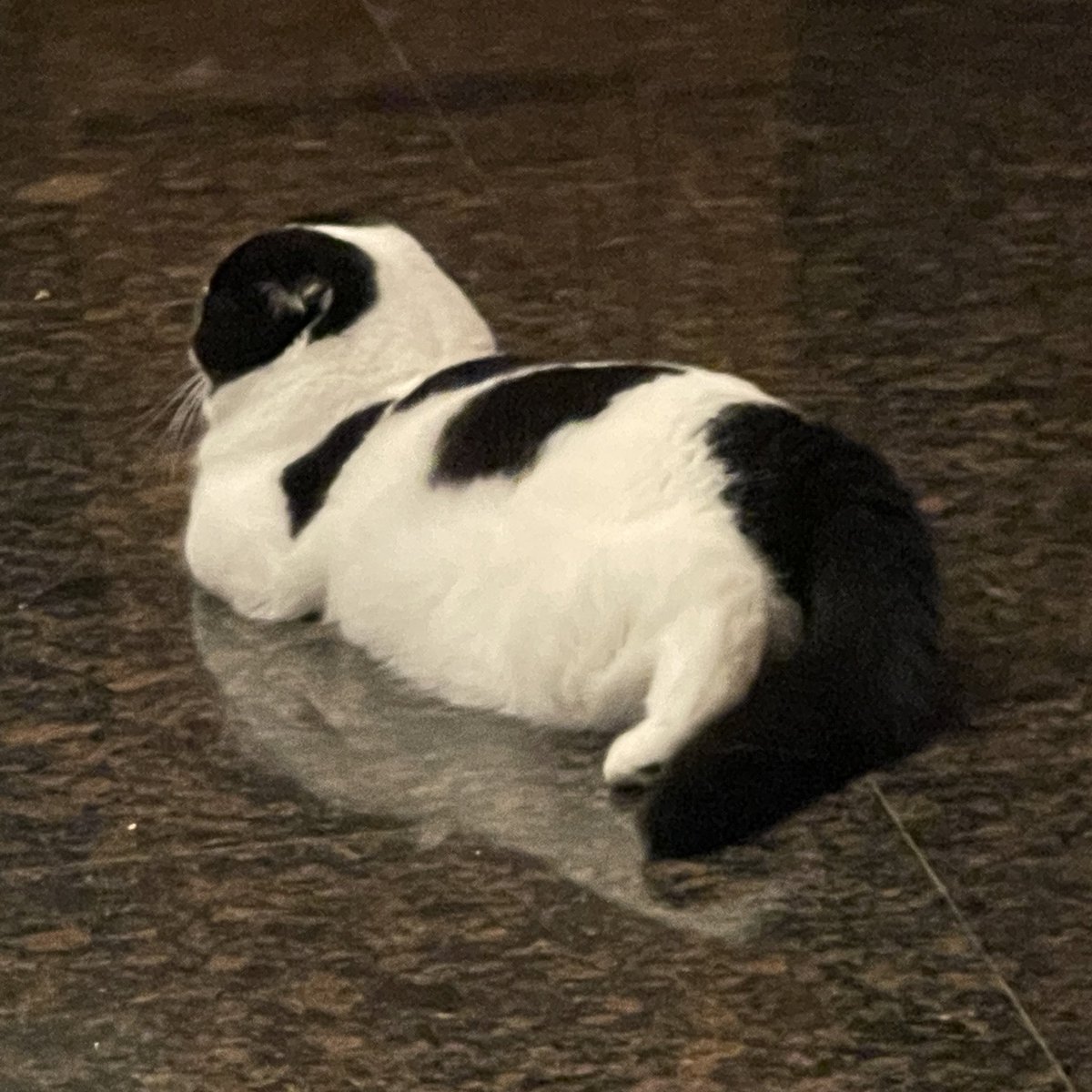 โชกุปัง🍞