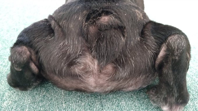 うちの犬のtwitterイラスト検索結果