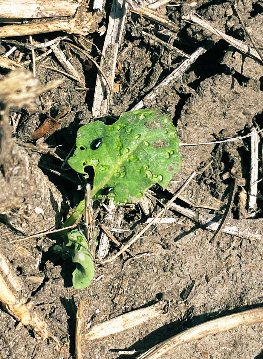 AlexaRidgewell's tweet photo. They’re here 🔍 👀 @Bayer4CropsCA https://t.co/cAfzSuQQZZ