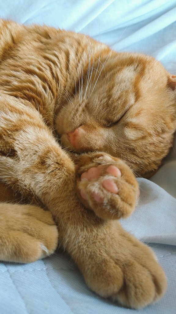 ちこり Al Twitter 肉球はアーモンドみたいな匂い 後頭部は干したてのお布団 鼻をくっつけて深呼吸してしまう T Co Jligbtfsuj Twitter