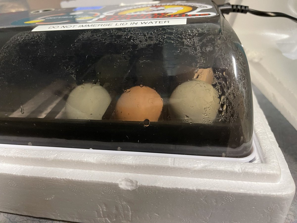 MrsNasio tweet media