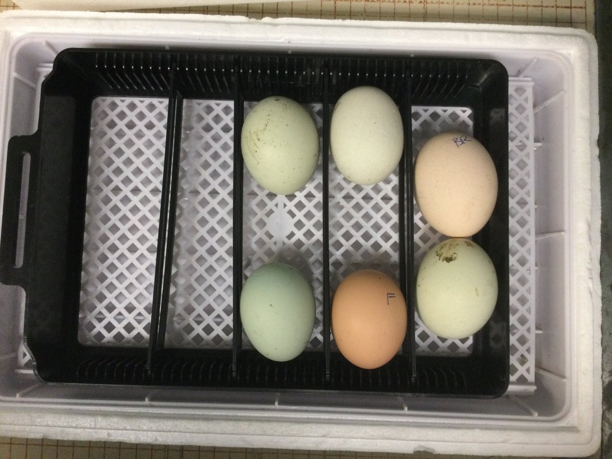 MrsNasio tweet media