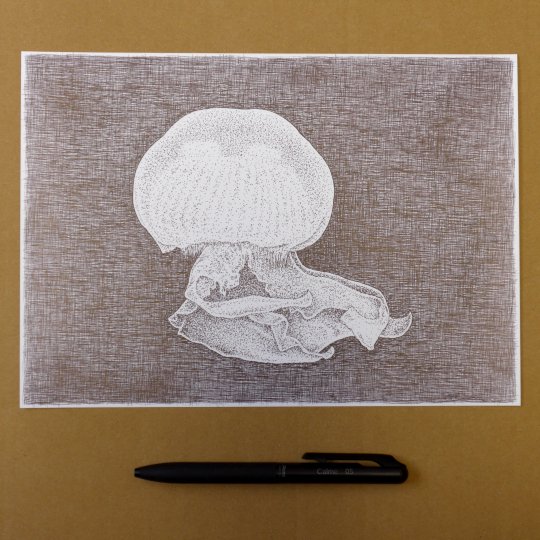Ko_Bito_'s tweet photo. ブログを更新しました。『ボールペン画　クラゲ』
https://t.co/OY7k5XYKNu
ぺんてるのカルムでクラゲを描きました。

#クラゲ #くらげ #イラスト #ボールペン画 #ボールペン #ぺんてる #カルム https://t.co/b9gnmG9Lix