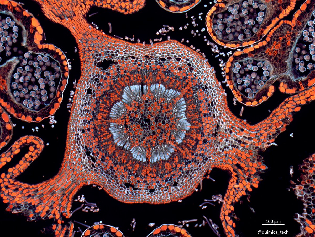 FLfilters's tweet photo. The visual of Hazelnut Flower under microscope . 
This image was created by @Química Tech SA de CV .🌹Fluorescence filters are Dualband Green/Orange and FISHAqua from Optolong Optics  . 😁
#Microscopy #Opticalmicroscope #Botany #Botanist #lifescience #Hazelnutflower #Optical https://t.co/dANUW5RYuD