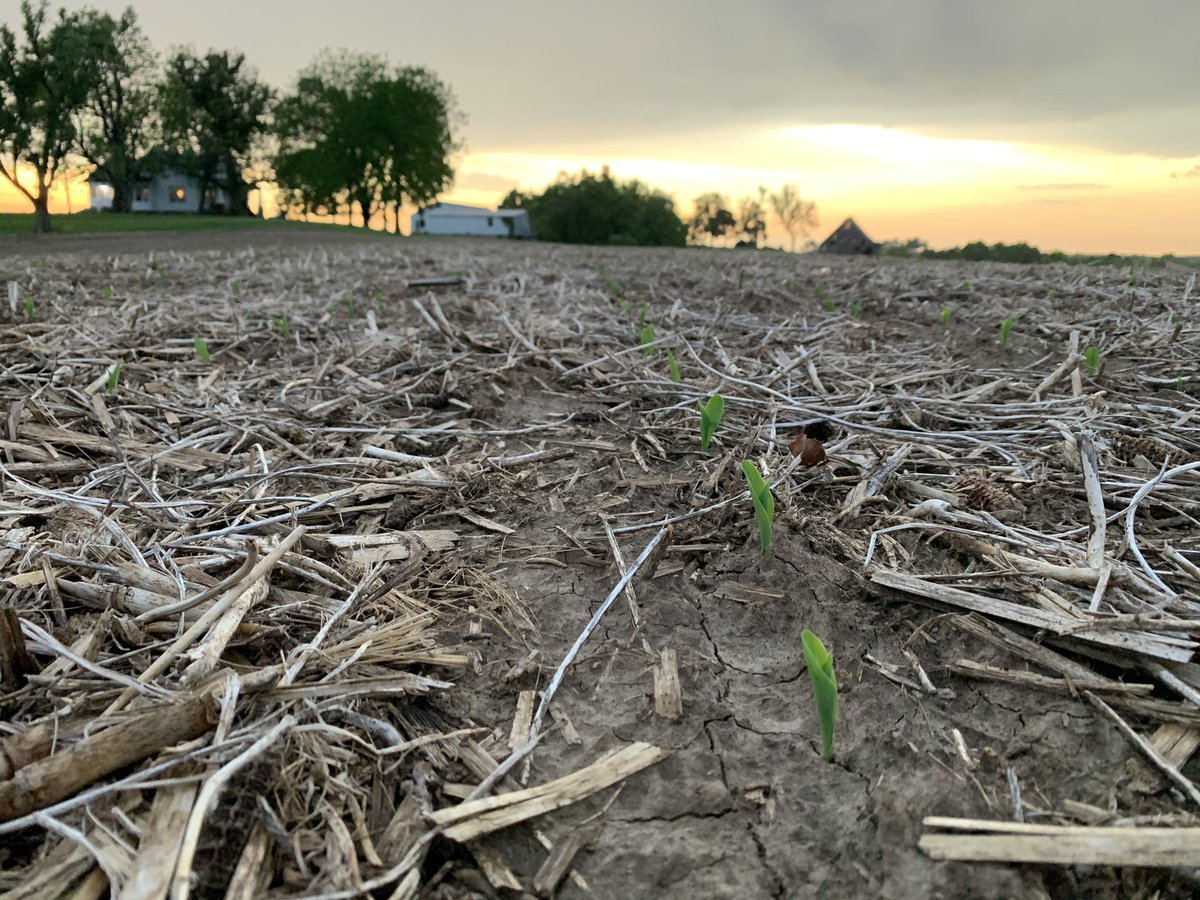 NickyJohnny's tweet photo. Storms coming in and the corns coming up. https://t.co/X73Fu09Pnp