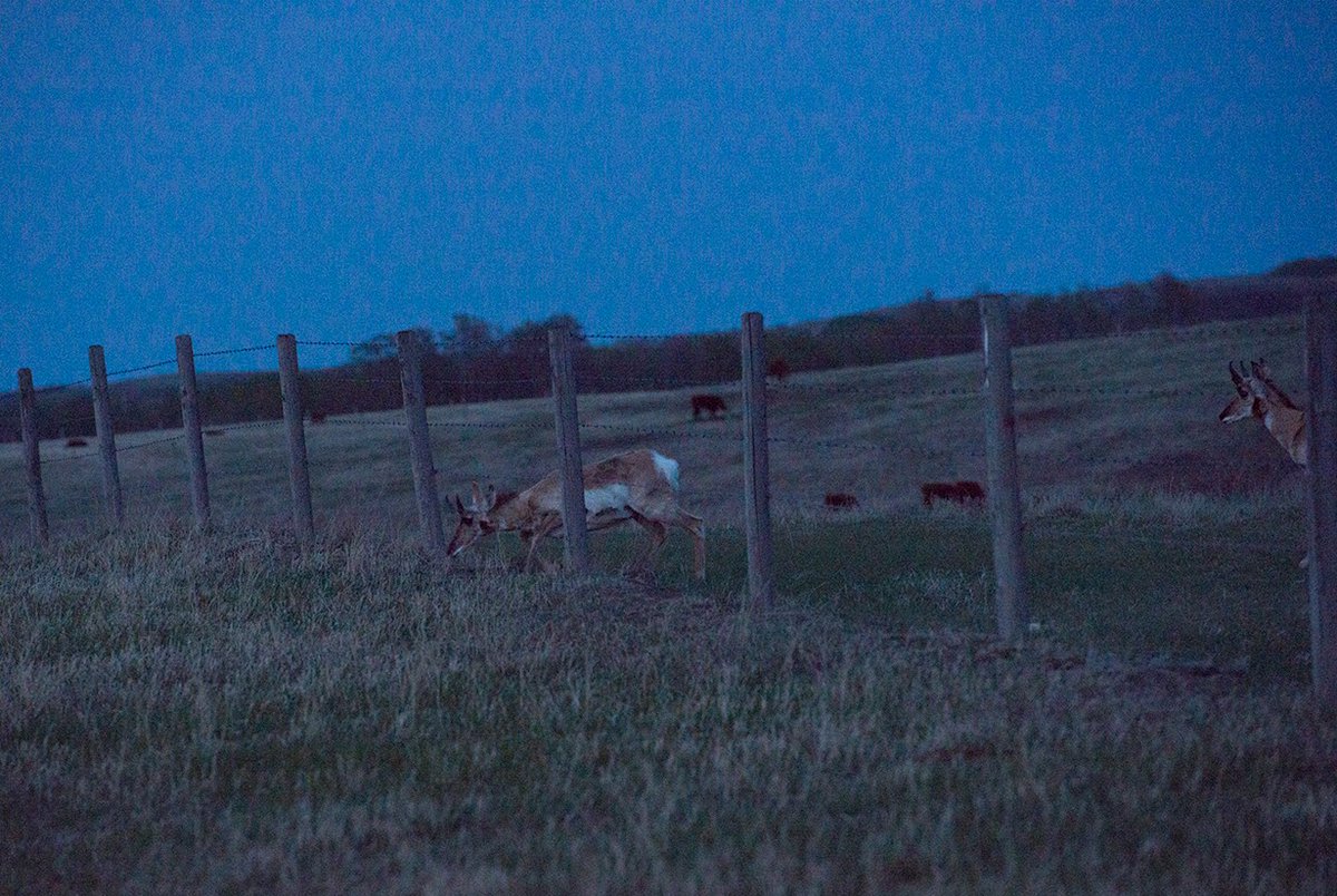 herefordcows's tweet photo. Our #summerspeedgoats have returned.  We're not really antelope country but there's a growing few that like summer life at the northern range of the #pallisertriangle.  Apparently our fences are #antelopeapproved. #theyvegotthisgigfiguredout #northofhwy9 https://t.co/TvmgxcKGx3