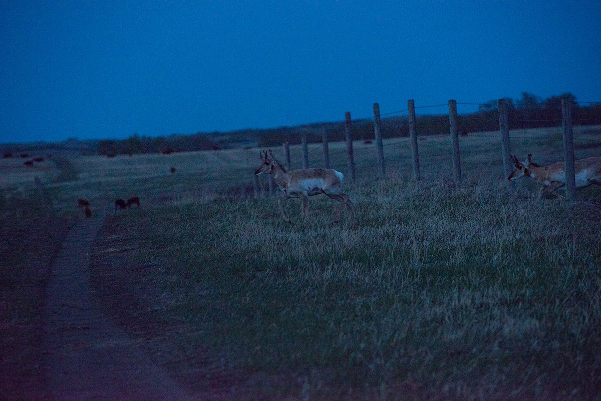 herefordcows's tweet photo. Our #summerspeedgoats have returned.  We're not really antelope country but there's a growing few that like summer life at the northern range of the #pallisertriangle.  Apparently our fences are #antelopeapproved. #theyvegotthisgigfiguredout #northofhwy9 https://t.co/TvmgxcKGx3